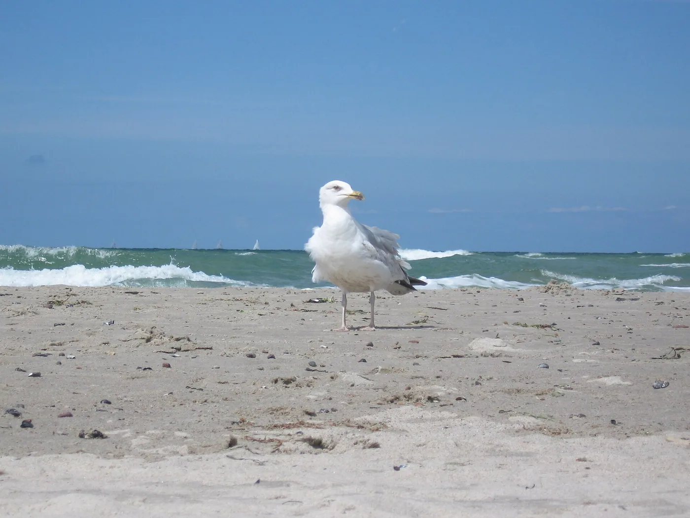 Warnemünder Wintervergnügen / Faschingsbaden in Rostock, Bild 3 von 3